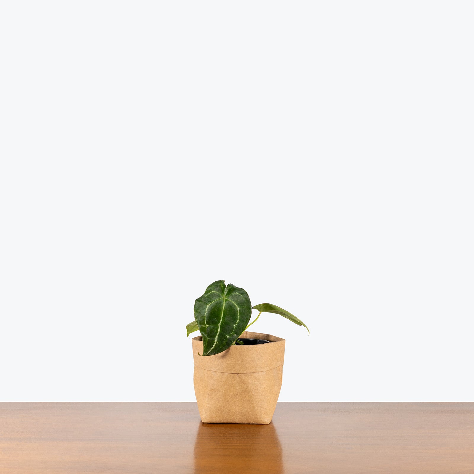 Anthurium Magnificum x Forgetii | Care Guide and Pro Tips - Delivery from Toronto across Canada - JOMO Studio