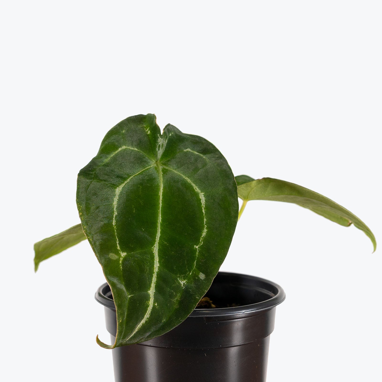 Anthurium Magnificum x Forgetii | Care Guide and Pro Tips - Delivery from Toronto across Canada - JOMO Studio