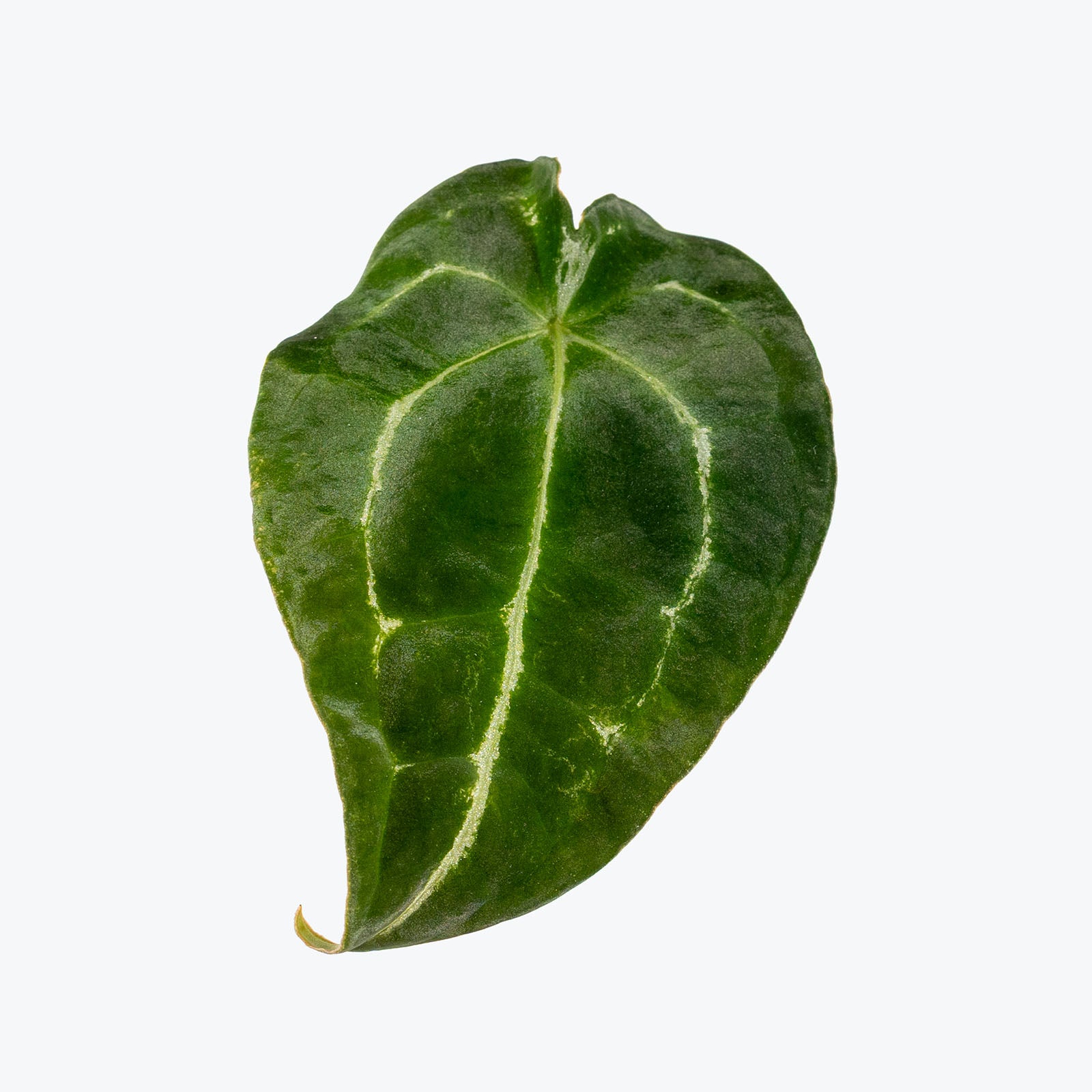 Anthurium Magnificum x Forgetii | Care Guide and Pro Tips - Delivery from Toronto across Canada - JOMO Studio