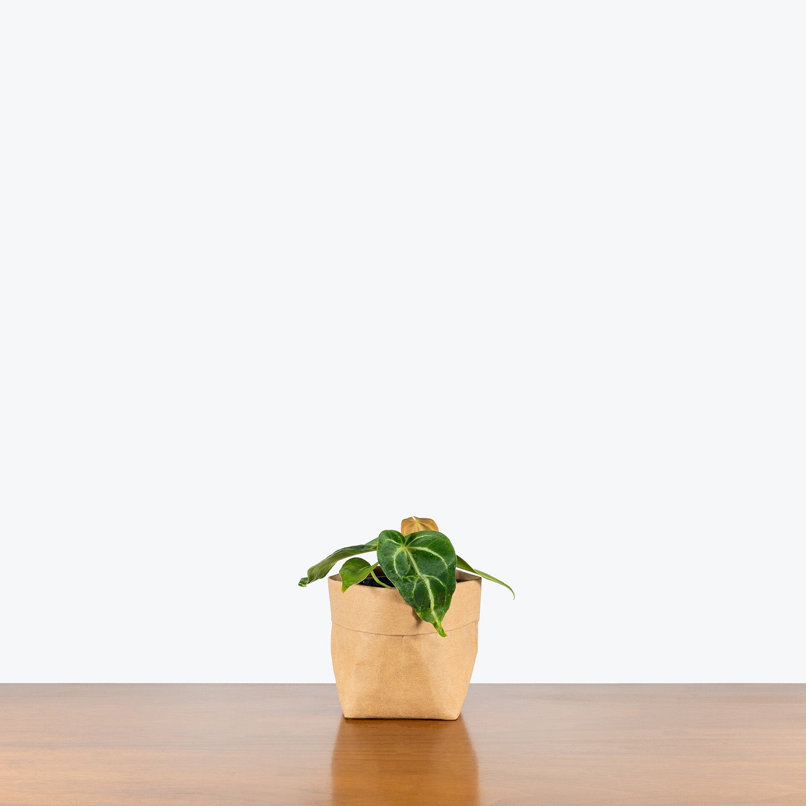 Anthurium Magnificum x Villenaorum | Care Guide and Pro Tips - Delivery from Toronto across Canada - JOMO Studio