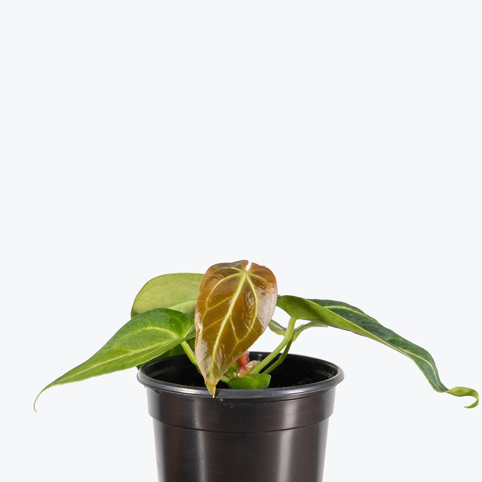 Anthurium Magnificum x Villenaorum | Care Guide and Pro Tips - Delivery from Toronto across Canada - JOMO Studio
