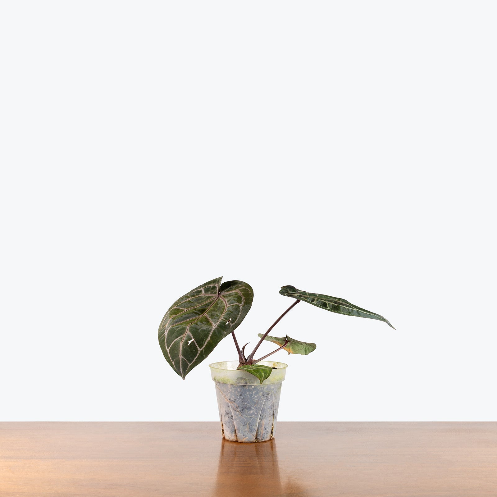 Anthurium Memoria Tim Anderson | Rare Indoor Tropical Plants & Houseplants for Delivery | Care Guide and Pro Tips