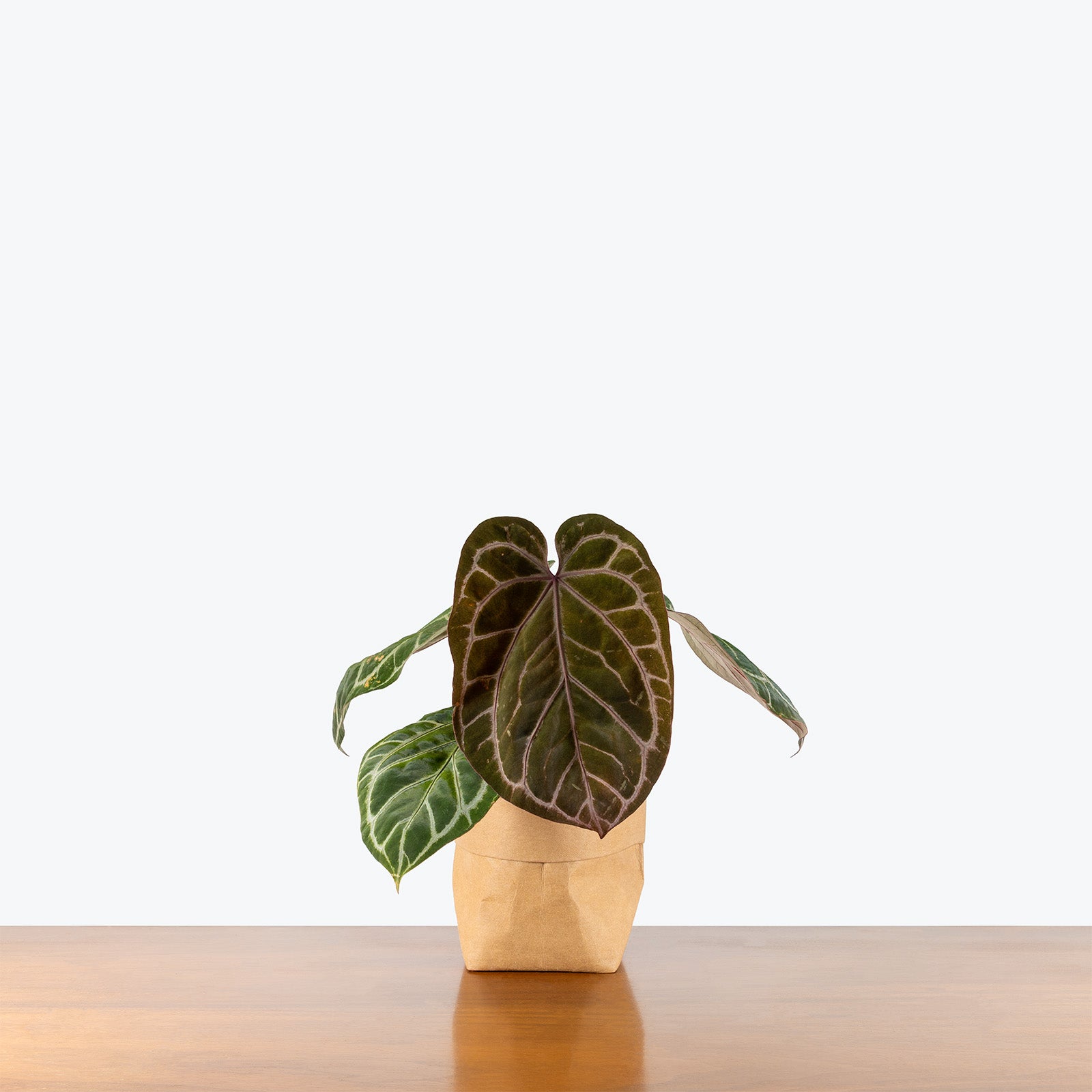 Anthurium Memoria Tim Anderson | Rare Indoor Tropical Plants & Houseplants for Delivery | Care Guide and Pro Tips