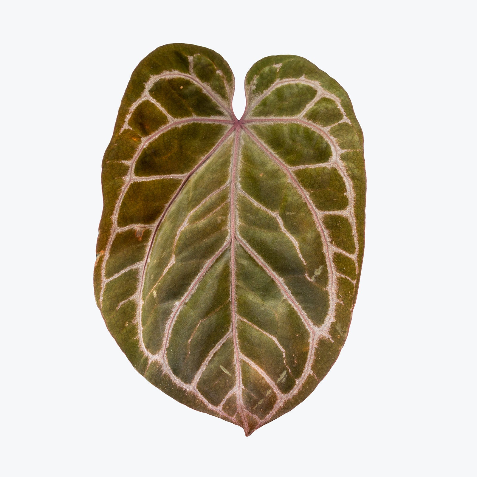 Anthurium Memoria Tim Anderson | Rare Indoor Tropical Plants & Houseplants for Delivery | Care Guide and Pro Tips