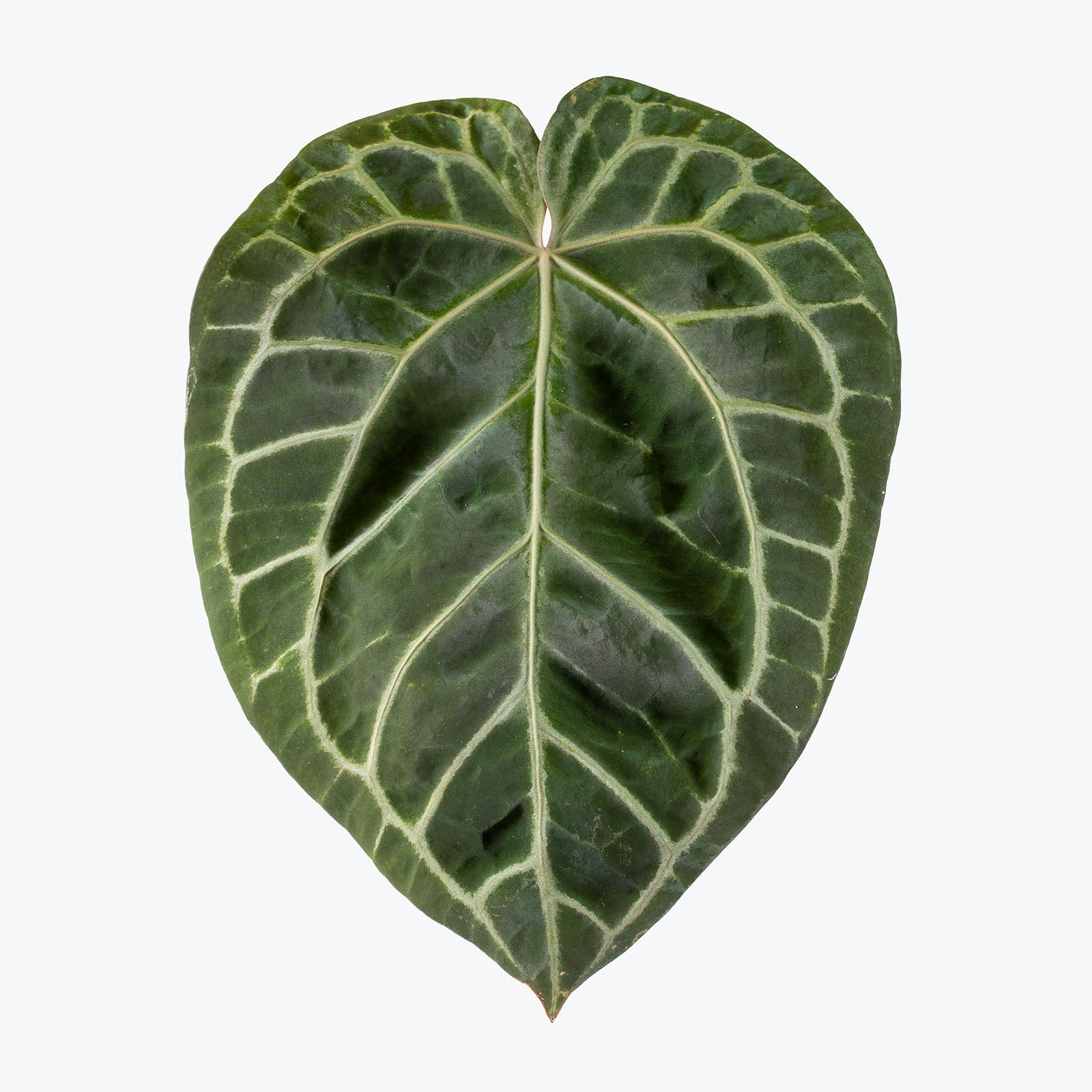 Anthurium Memoria Tim Anderson | Rare Indoor Tropical Plants & Houseplants for Delivery | Care Guide and Pro Tips