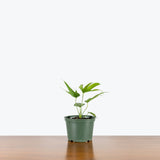 Anthurium Pedatoradiatum Fingers — 6" Pot