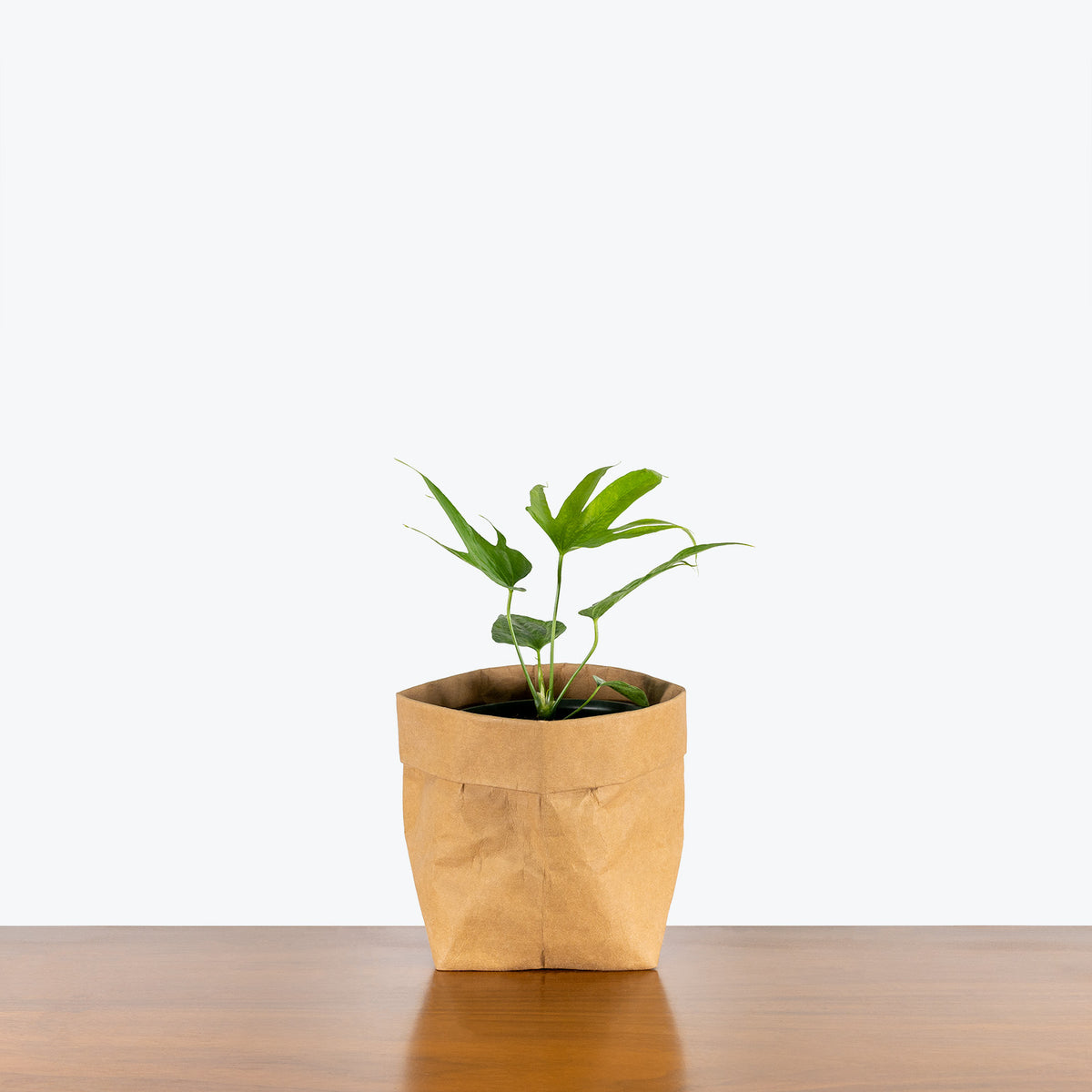 Anthurium Pedatoradiatum Fingers - House Plants Delivery Toronto - JOMO Studio