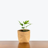 Anthurium Pedatoradiatum Fingers - House Plants Delivery Toronto - JOMO Studio