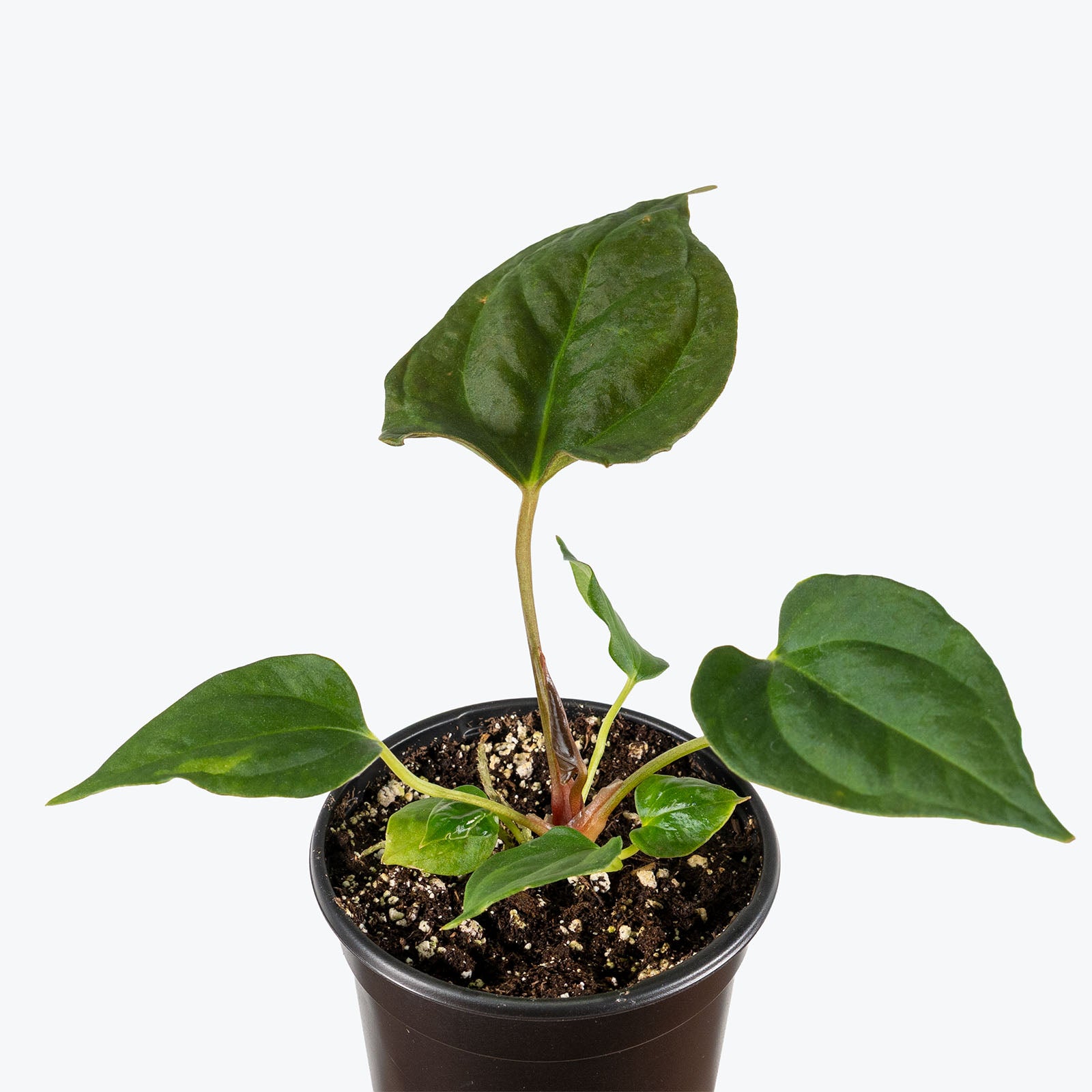 Anthurium Portillae | Rare Indoor Tropical Plants & Houseplants for Delivery | Care Guide and Pro Tips