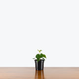 Anthurium Pterodactyl — 4" Pot