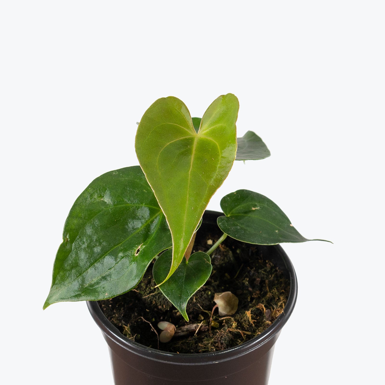 Anthurium Pterodactyl | Care Guide and Pro Tips - Delivery from Toronto across Canada - JOMO Studio