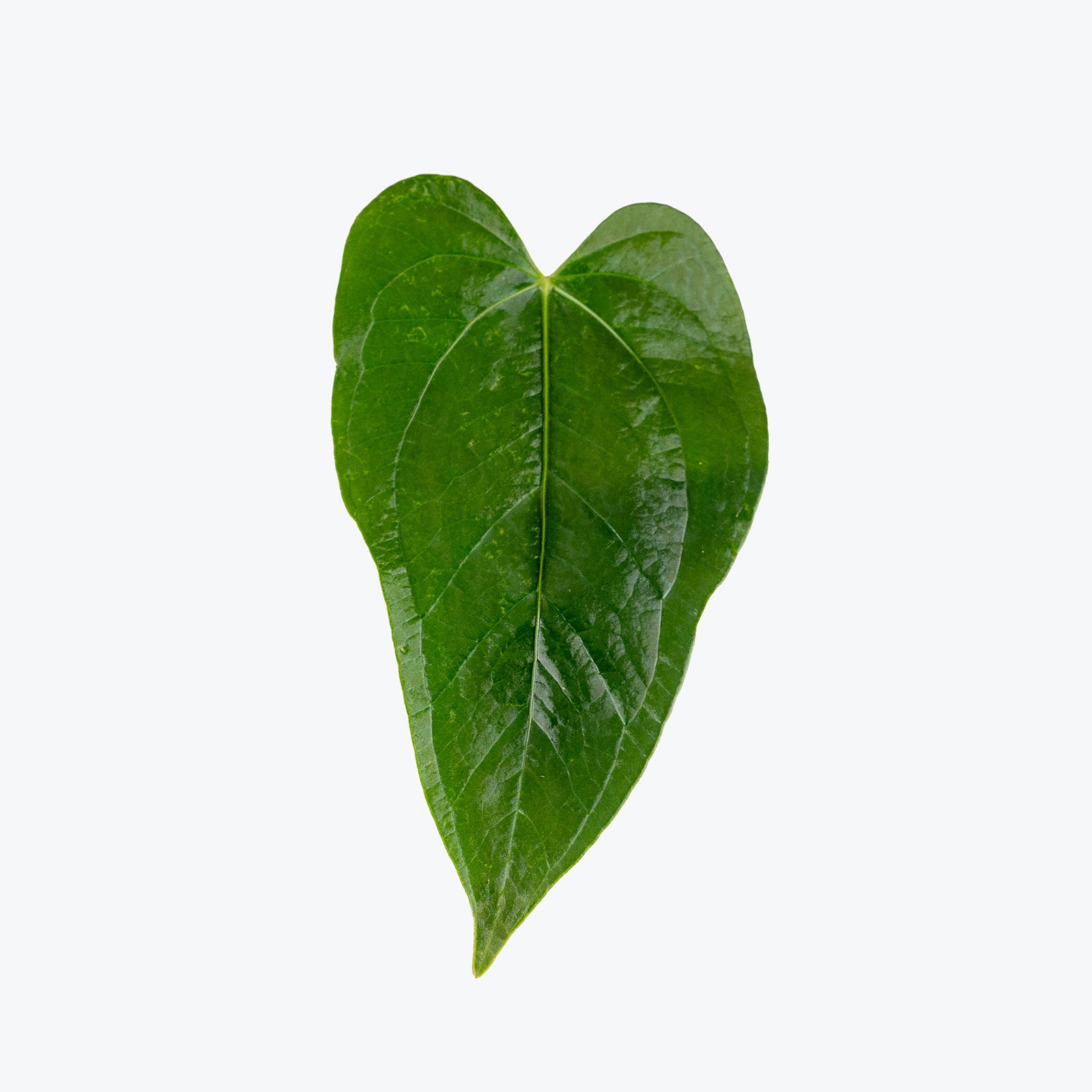 Anthurium Queen of Hearts | Care Guide and Pro Tips - Delivery from Toronto across Canada - JOMO Studio