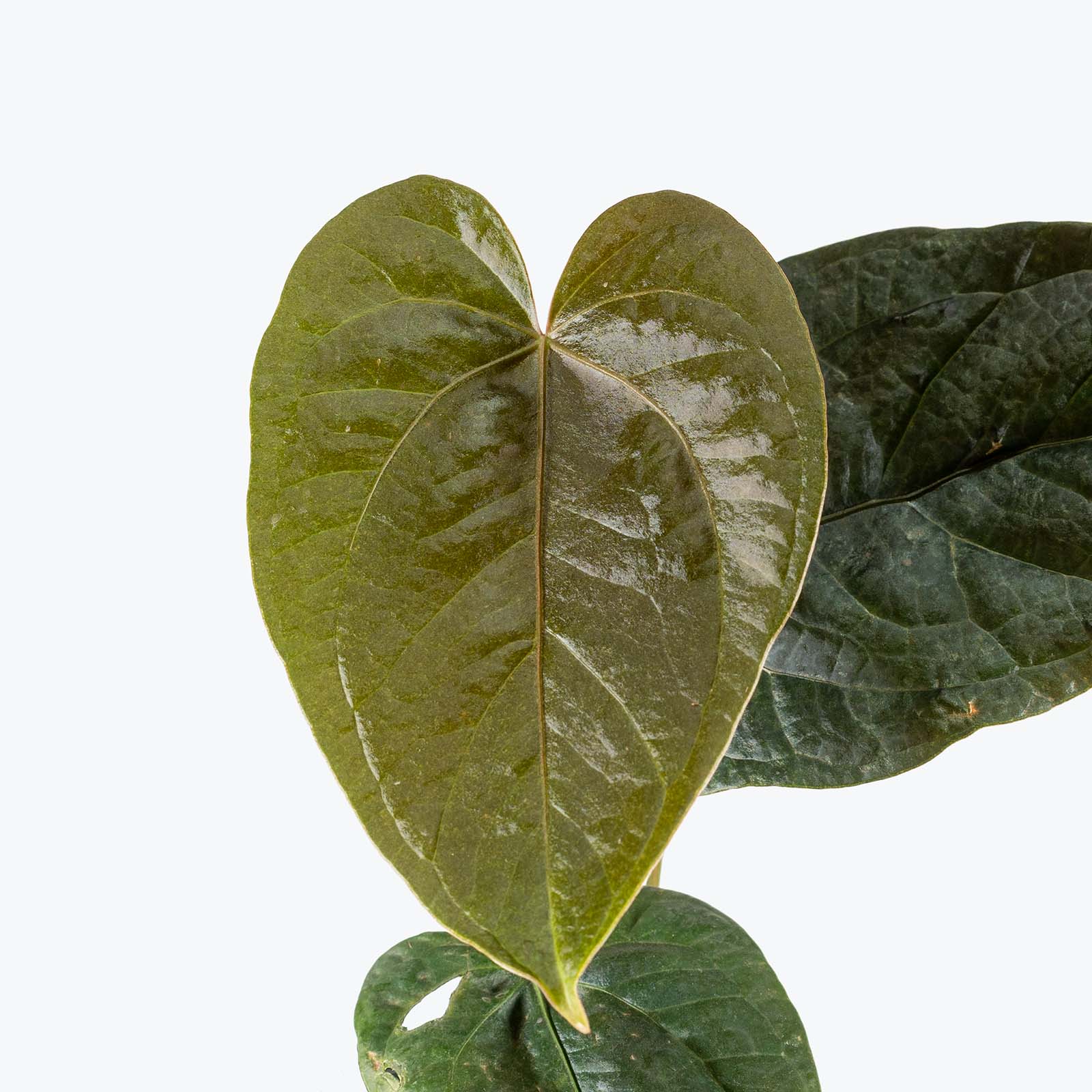 Anthurium Queen of Hearts | Care Guide and Pro Tips - Delivery from Toronto across Canada - JOMO Studio