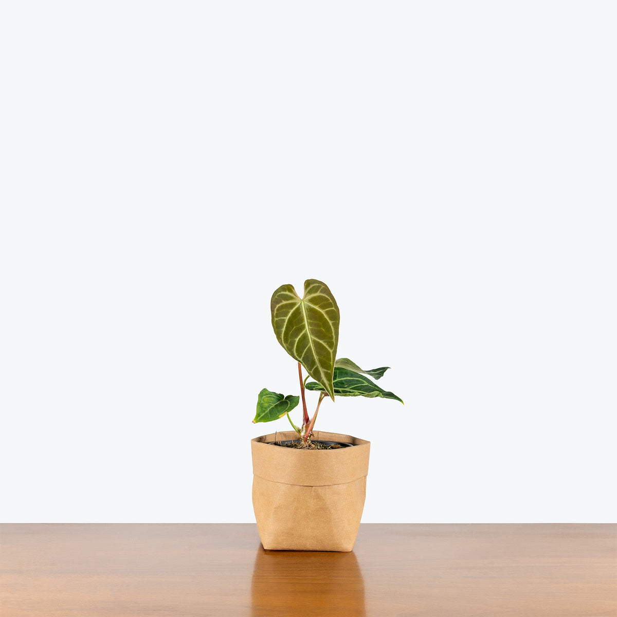 Anthurium Regale | Care Guide and Pro Tips - Delivery from Toronto across  Canada