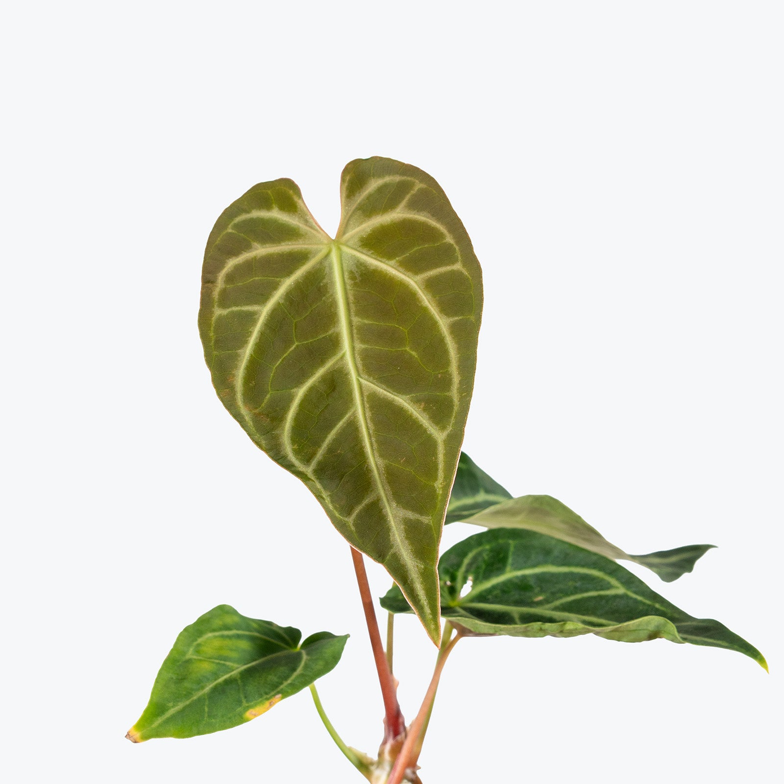 Anthurium Regale | Care Guide and Pro Tips - Delivery from Toronto across Canada - JOMO Studio