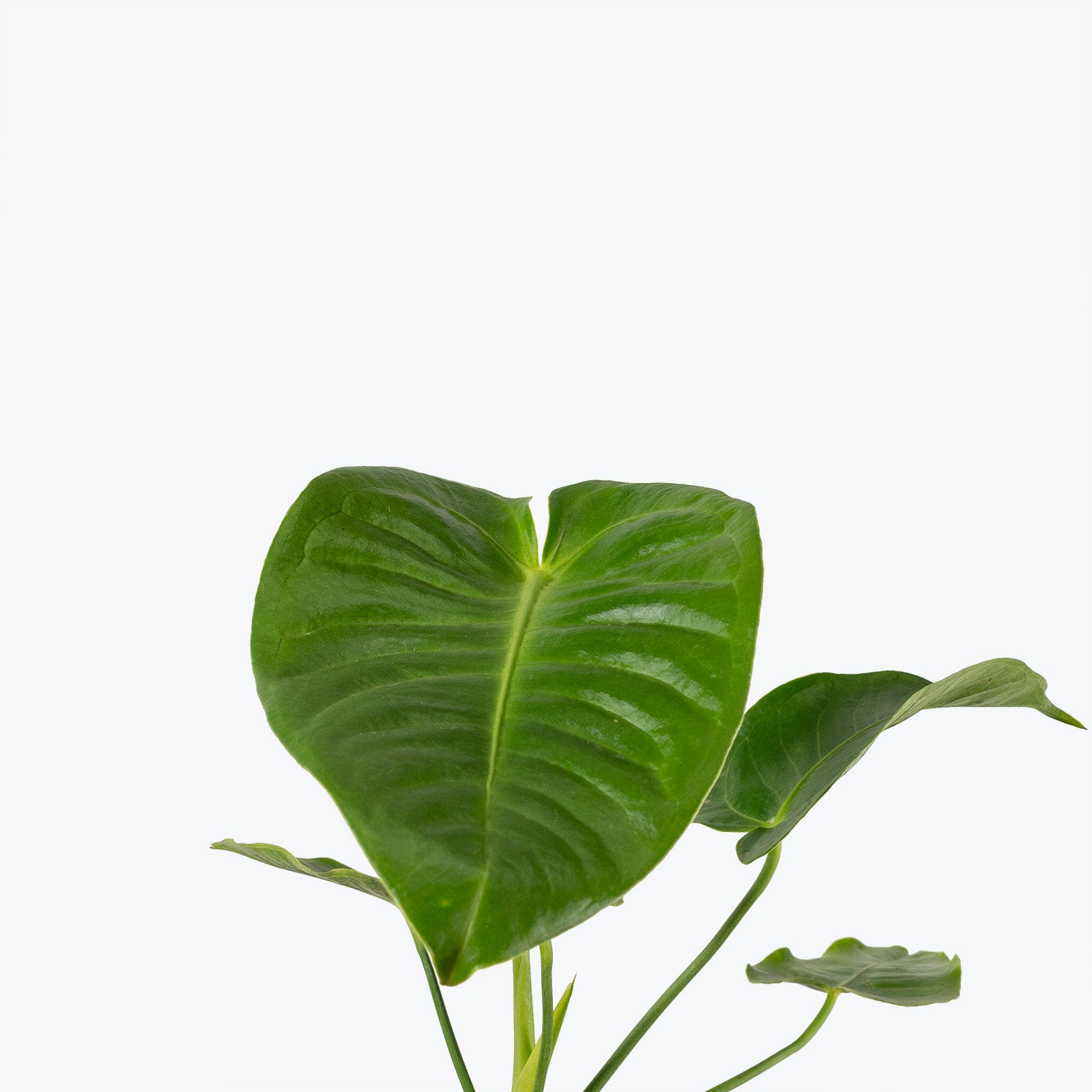 Anthurium Veitchii - House Plants Delivery Toronto - JOMO Studio