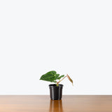 Anthurium Velvet Moira — 4" Pot