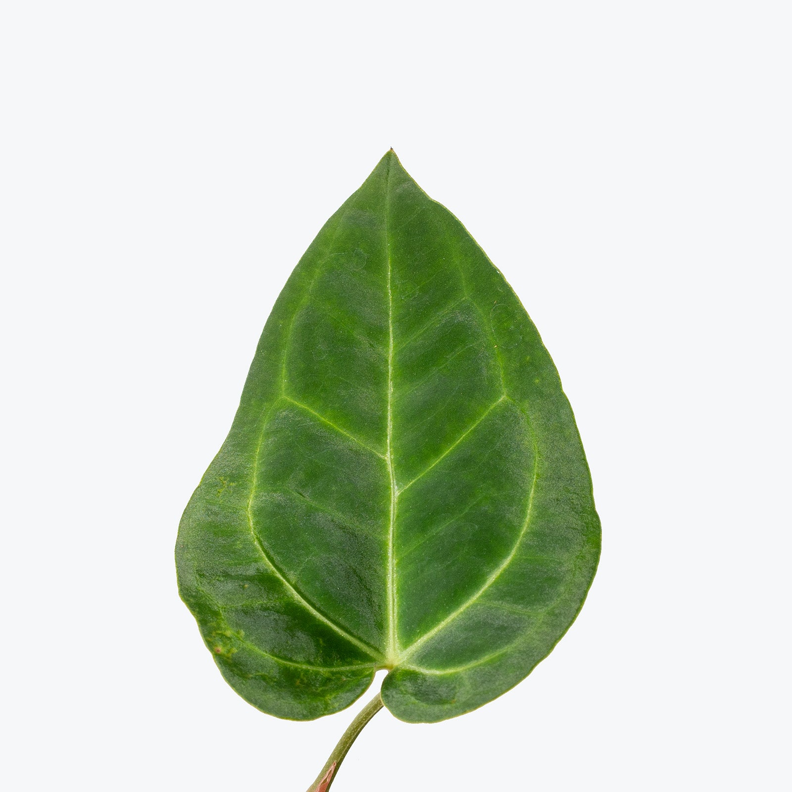 Anthurium Velvet Moira | Care Guide and Pro Tips - Delivery from Toronto across Canada - JOMO Studio