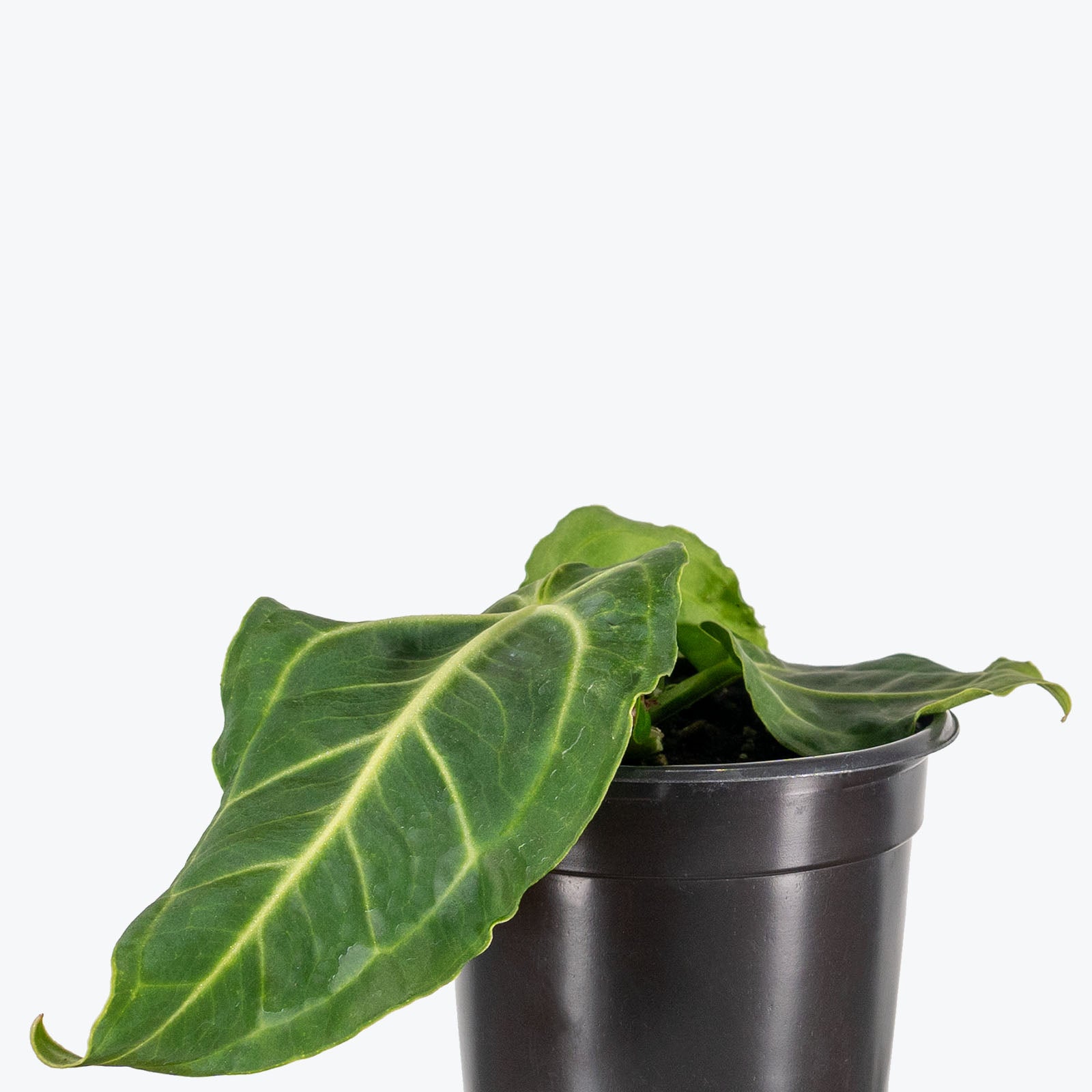 Anthurium Villenaorum - House Plants Delivery Toronto - JOMO Studio