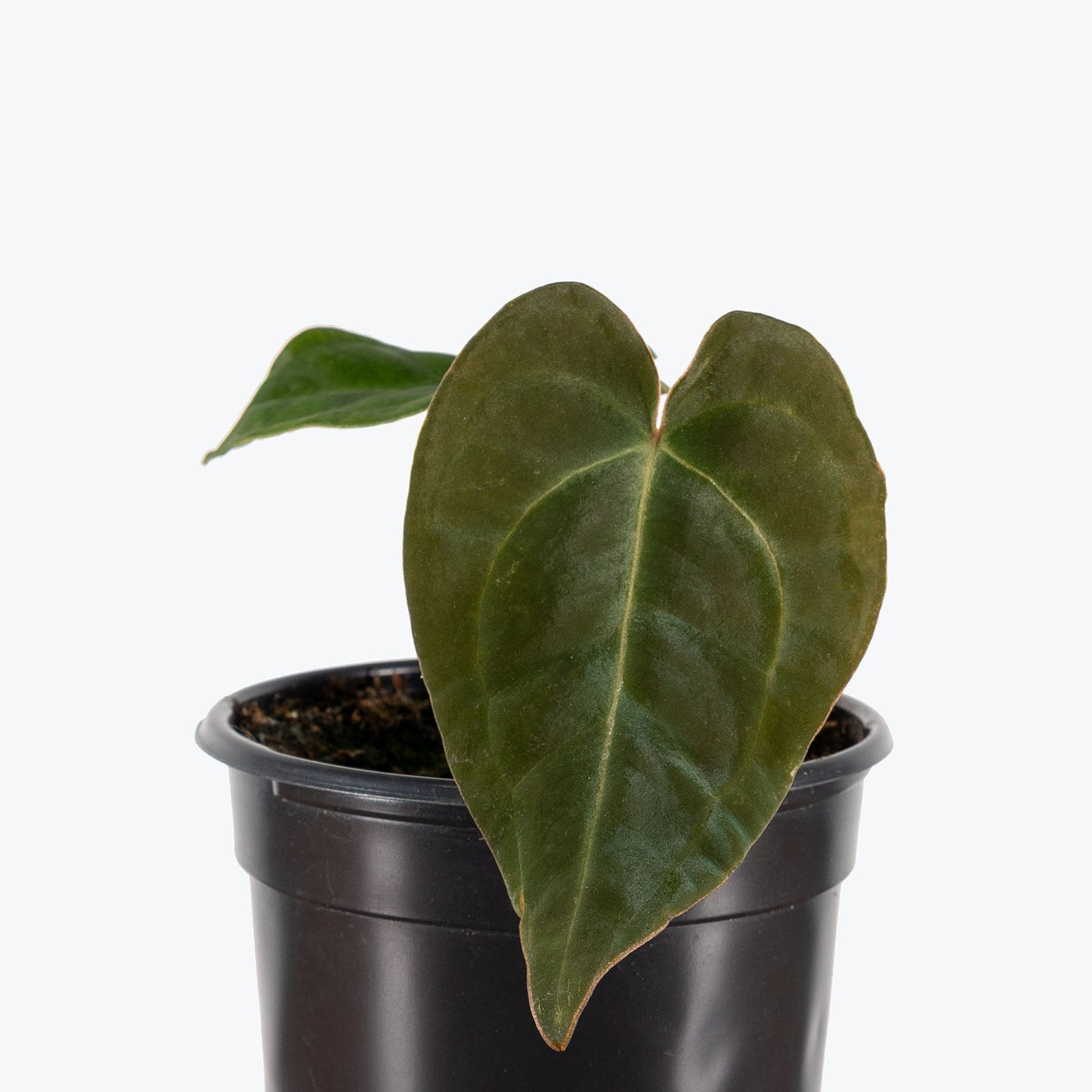 Anthurium Villenaorum x Forgetii | Care Guide and Pro Tips - Delivery from Toronto across Canada - JOMO Studio