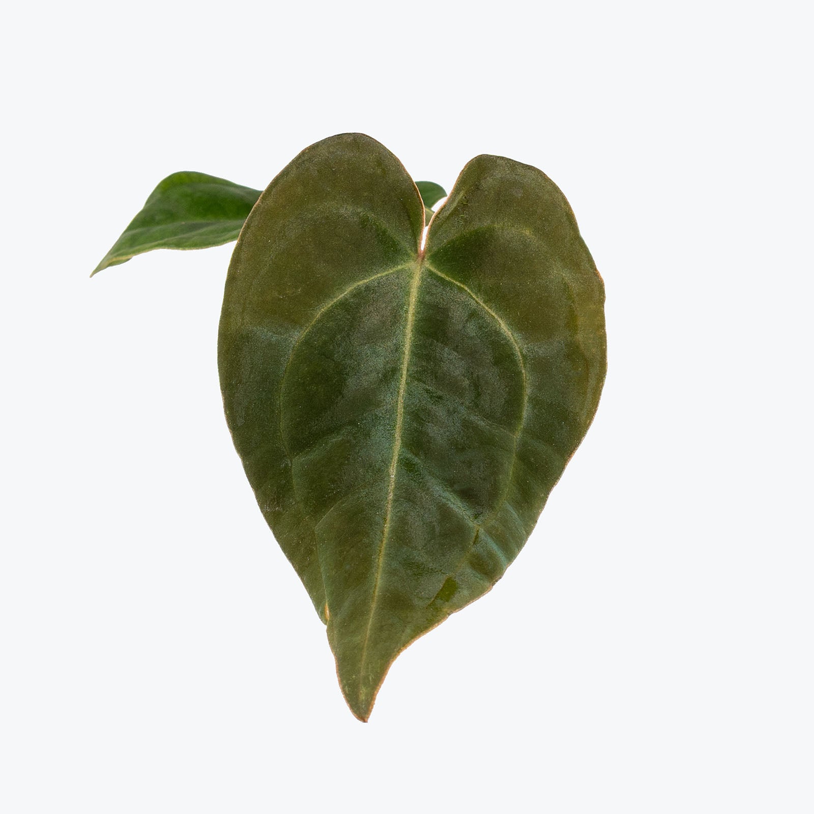 Anthurium Villenaorum x Forgetii | Care Guide and Pro Tips - Delivery from Toronto across Canada - JOMO Studio