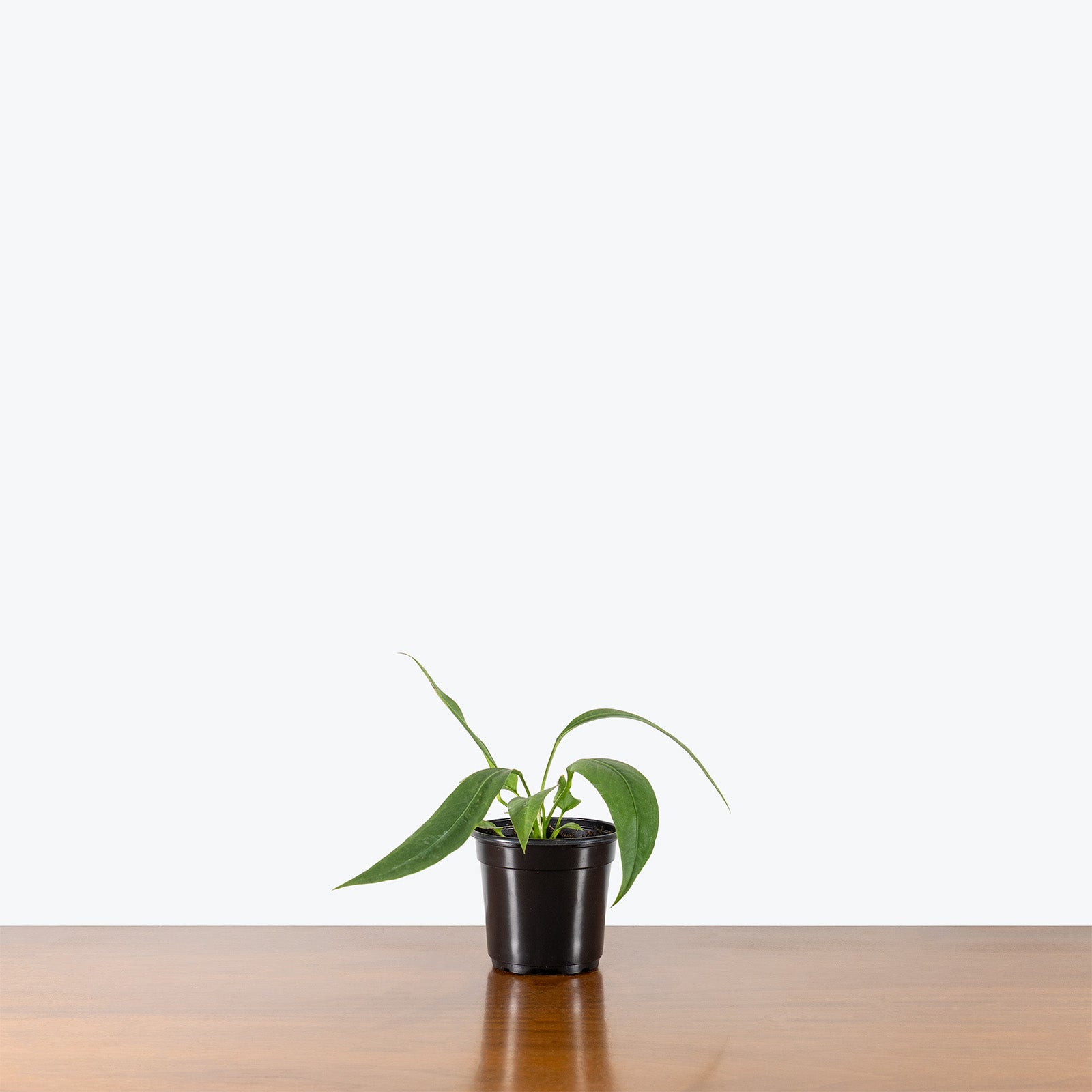 Anthurium Vittarifolium | Rare Indoor Tropical Plants & Houseplants for Delivery | Care Guide and Pro Tips