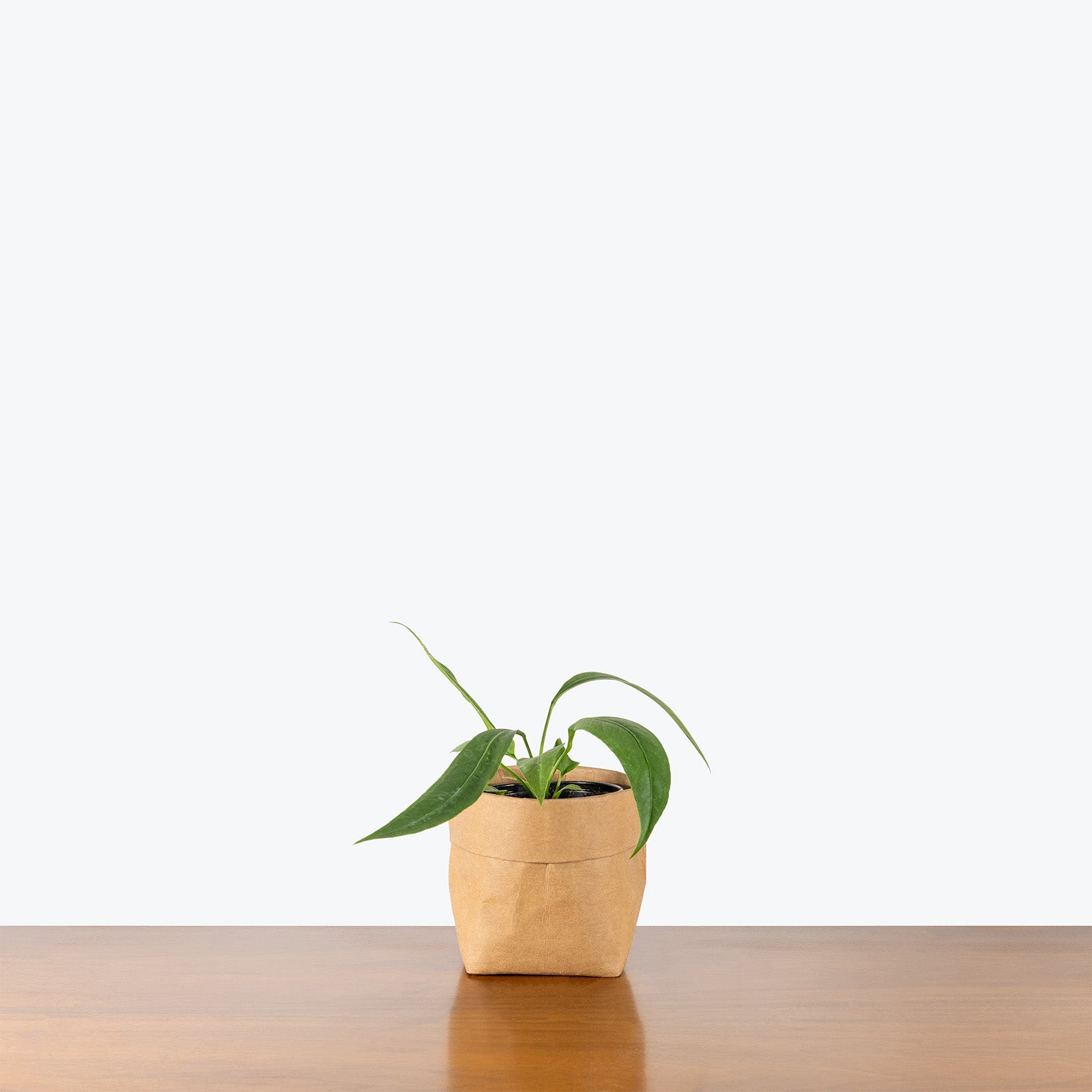 Anthurium Vittarifolium | Rare Indoor Tropical Plants & Houseplants for Delivery | Care Guide and Pro Tips