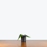 Anthurium Warocqueanum Dark Form — 4" Pot