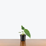 Anthurium Warocqueanum x Magnificum — 4" Pot