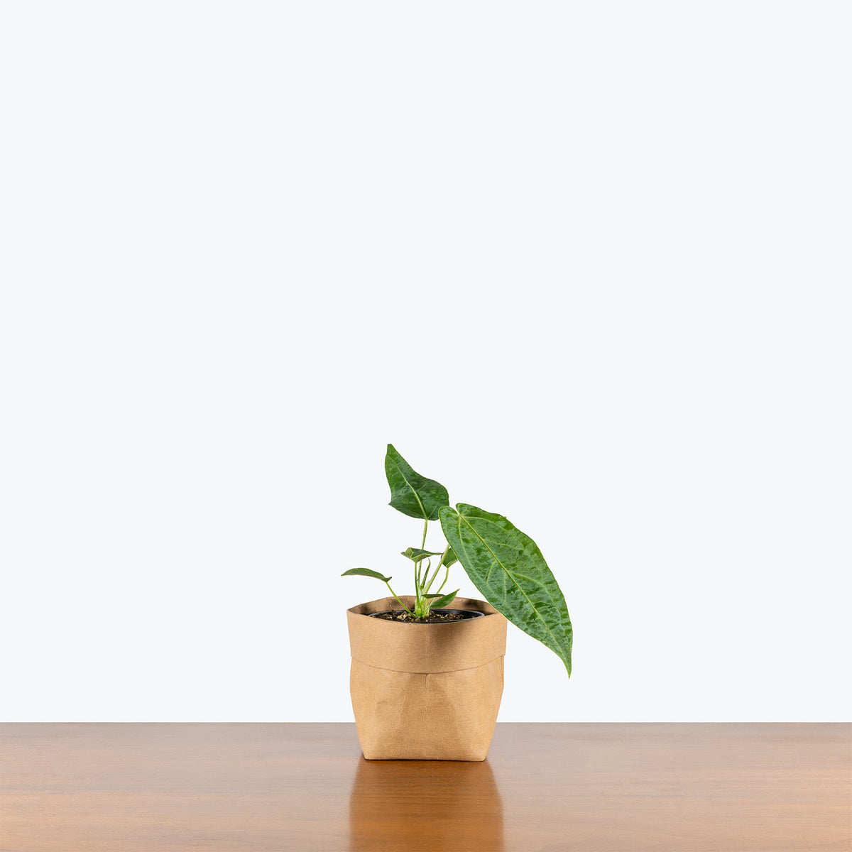 Anthurium Warocqueanum x Magnificum | Rare Indoor Tropical Plants &  Houseplants for Delivery