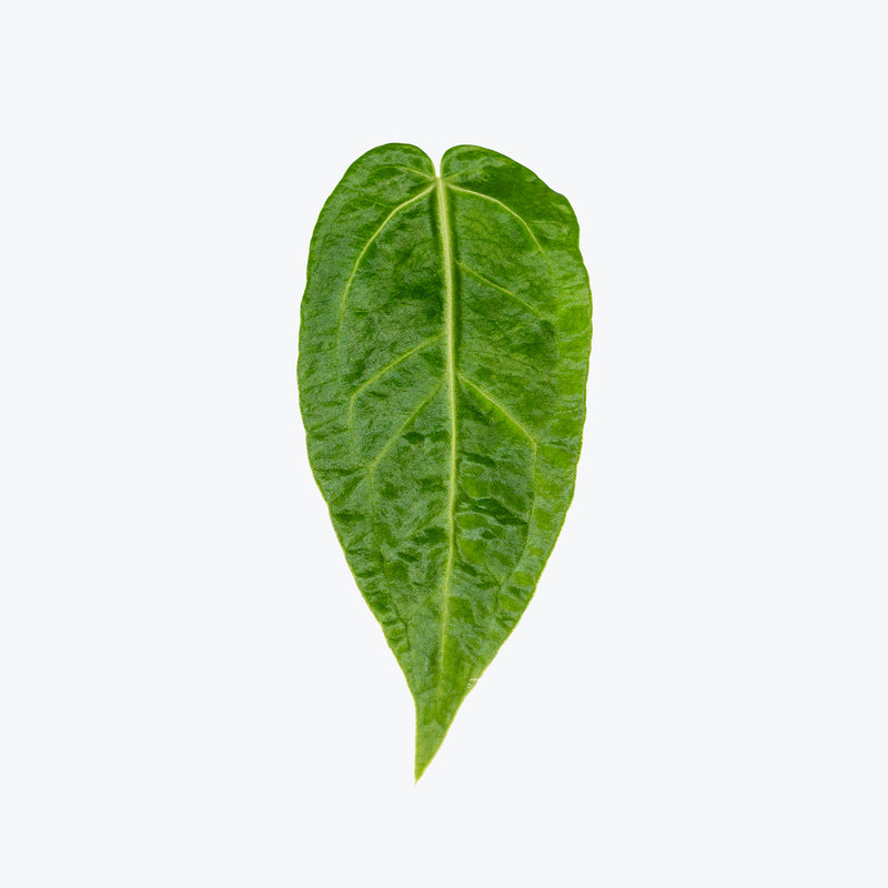 Anthurium Warocqueanum x Magnificum | Rare Indoor Tropical Plants & Houseplants for Delivery | Care Guide and Pro Tips