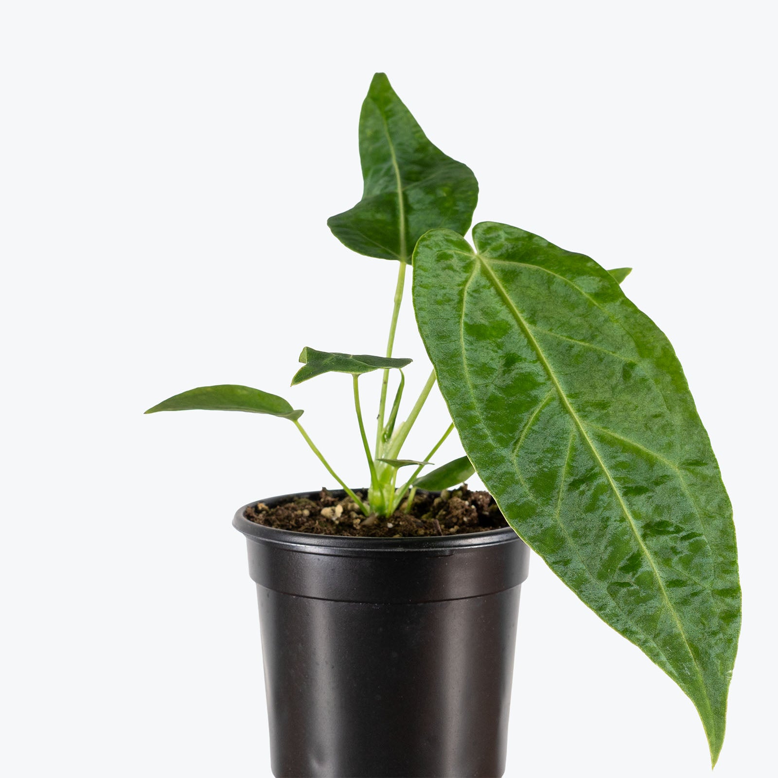 Anthurium Warocqueanum x Magnificum | Rare Indoor Tropical Plants