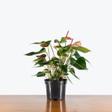 Anthurium Watermelon — 6" Pot