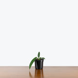 Anthurium Wendlingeri — 4" Pot