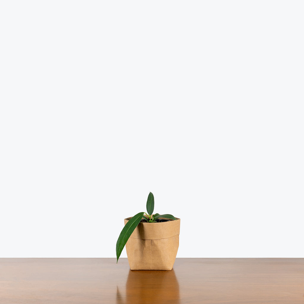 Anthurium Wendlingeri | Care Guide and Pro Tips - Delivery from Toronto  across Canada
