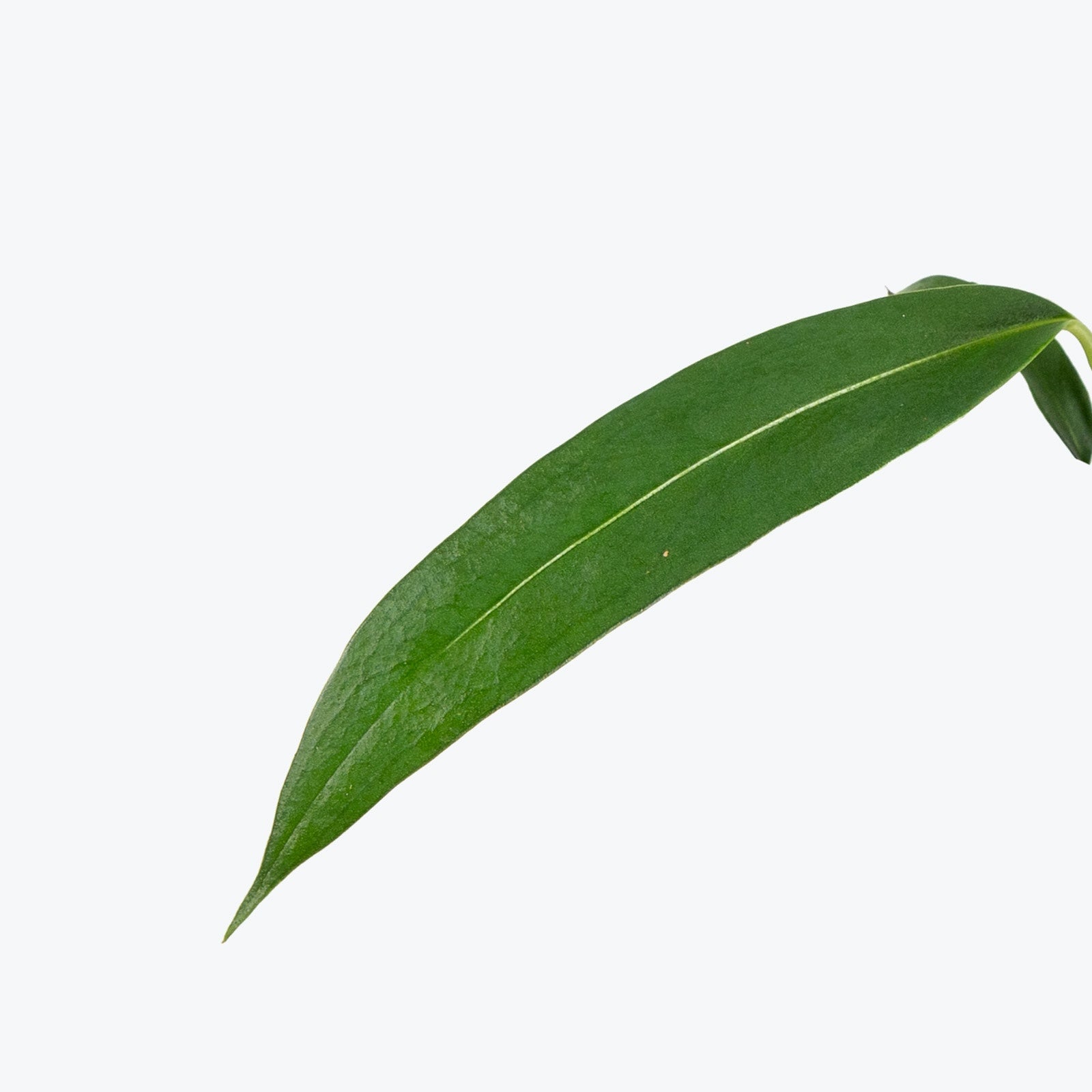 Anthurium Wendlingeri | Care Guide and Pro Tips - Delivery from Toronto across Canada - JOMO Studio