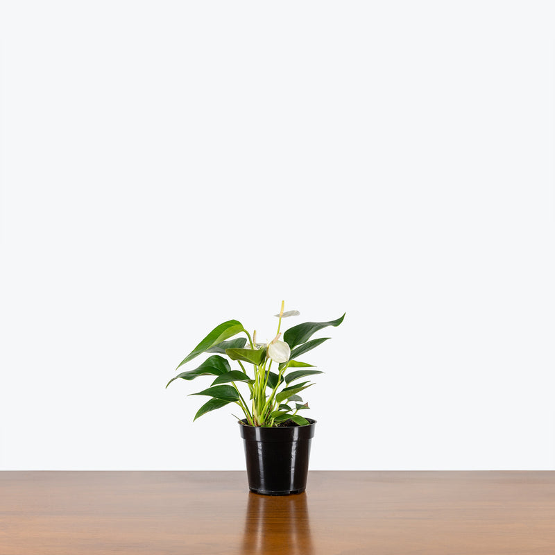Anthurium White - House Plants Delivery Toronto - JOMO Studio