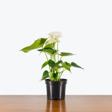 Anthurium White — 6" Pot