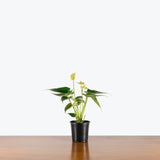 Anthurium Yellow Vanilla — 4" Pot