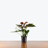 Anthurium Black — 4" Pot
