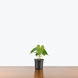 Anthurium Clarinervium — 4" Pot