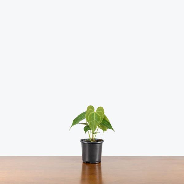 anthurium clarinervium canada Anthurium Clarinervium | Care Guide and Pro Tips - Delivery from Toronto across Canada