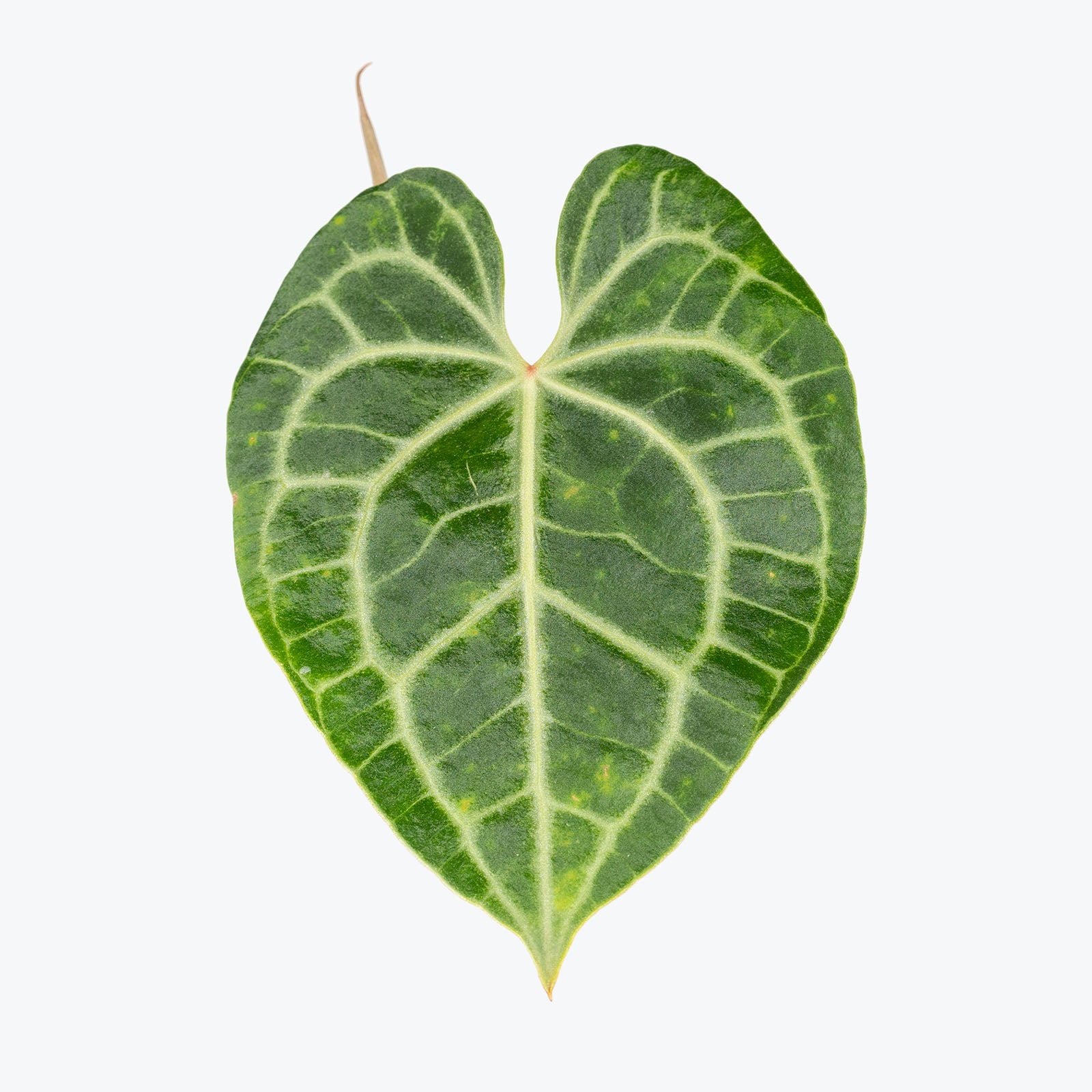 Anthurium Clarinervium | Care Guide and Pro Tips - Delivery from Toronto across Canada - JOMO Studio