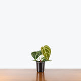 Anthurium Crystallinum — 4" Pot