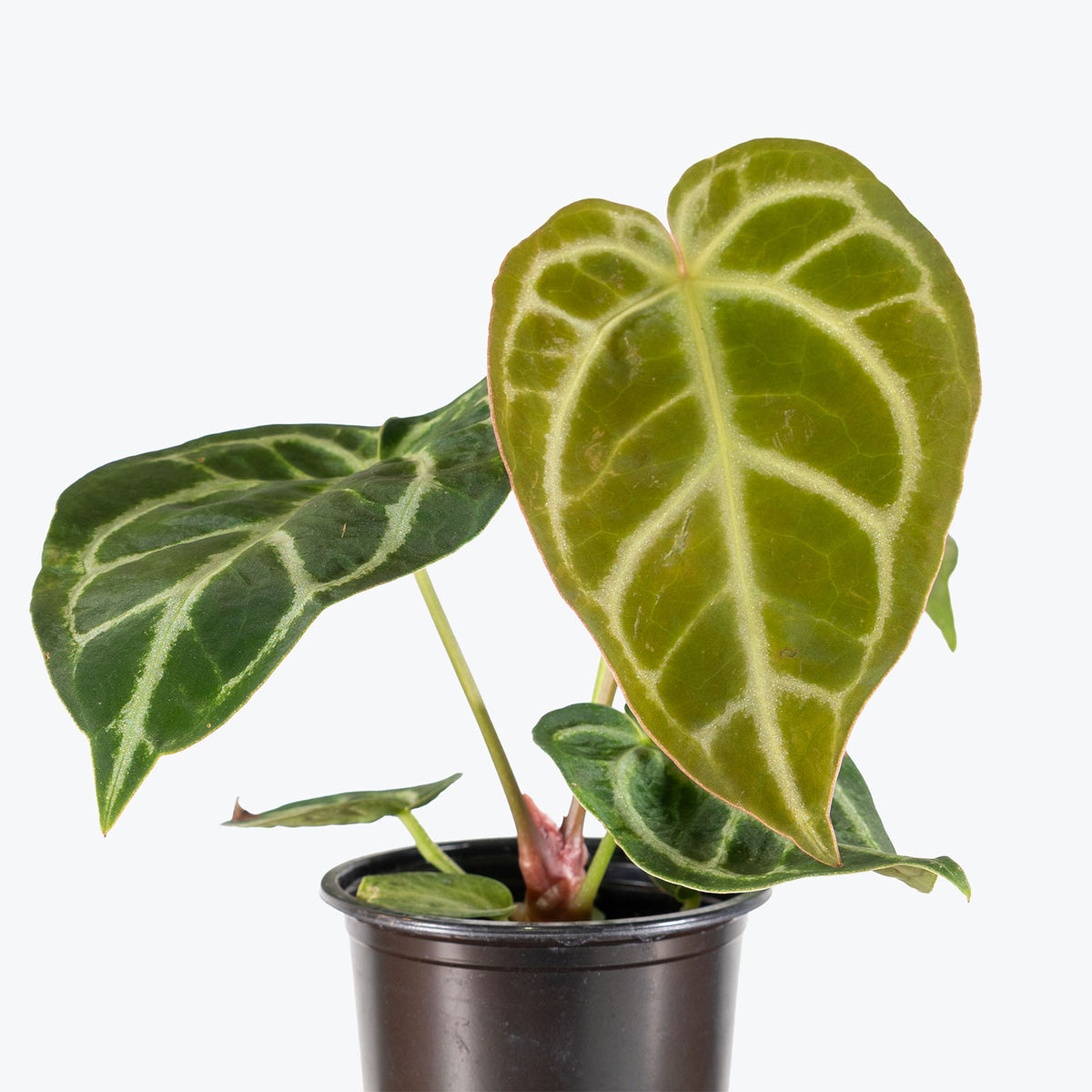 Anthurium Crystallinum | Care Guide and Pro Tips - Delivery from Toronto across Canada - JOMO Studio