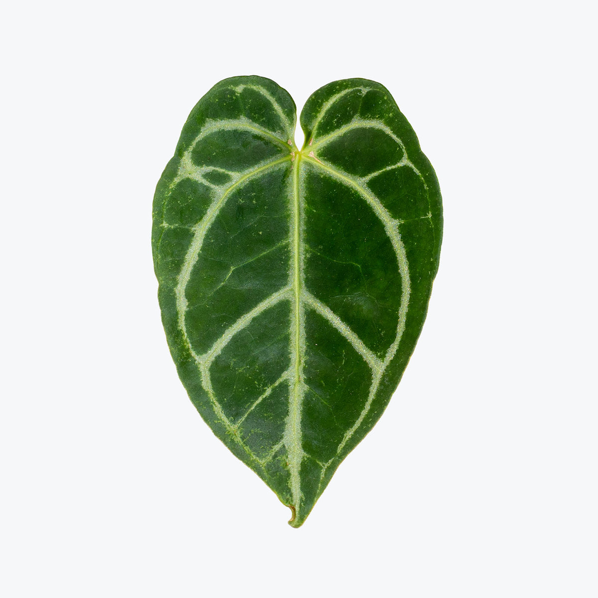 Anthurium Crystallinum | Care Guide and Pro Tips - Delivery from Toronto across Canada - JOMO Studio