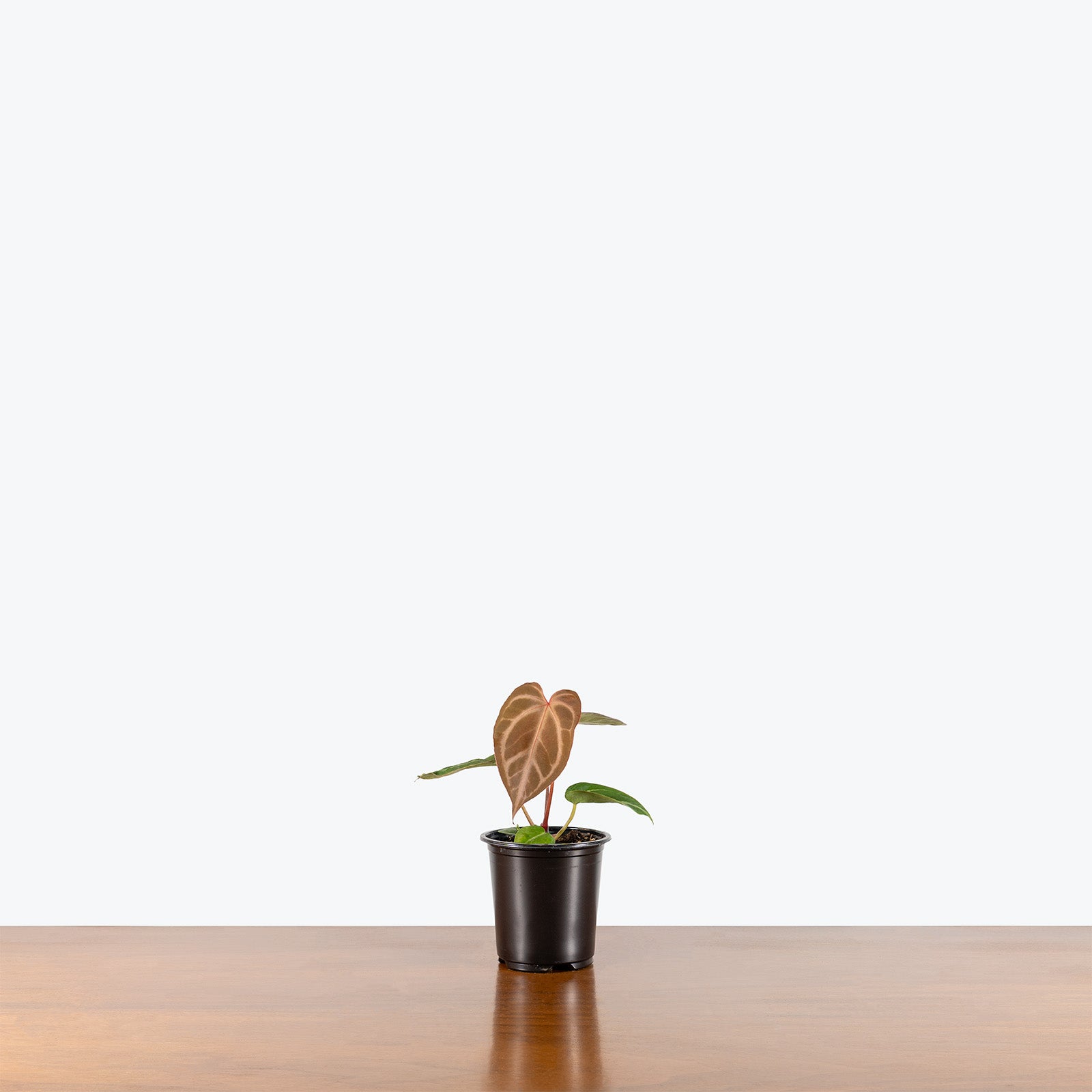 Anthurium Dorayaki | Indoor Tropical Plants & Houseplants for Delivery | Care Guide and Pro Tips