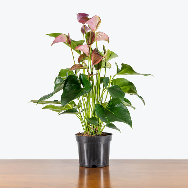 anthurium paars Anthurium Purple | Care Guide and Pro Tips - Delivery from Toronto across  Canada