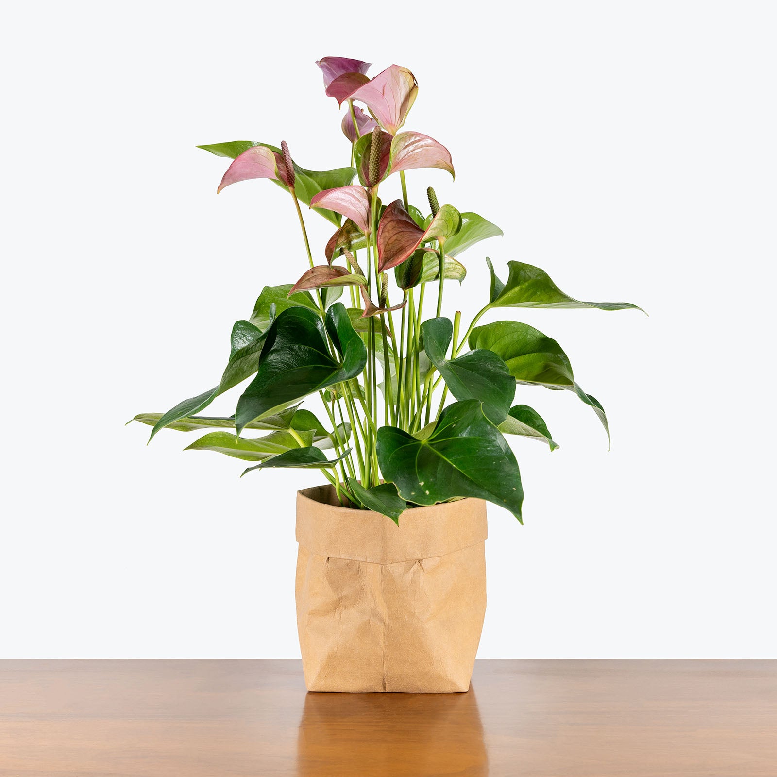 Anthurium Purple | Care Guide and Pro Tips - Delivery from Toronto across Canada - JOMO Studio