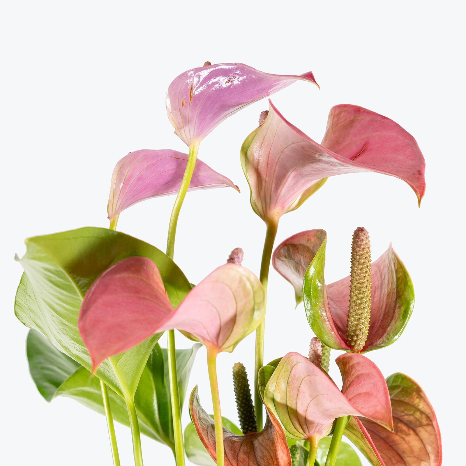 Anthurium Purple | Care Guide and Pro Tips - Delivery from Toronto across Canada - JOMO Studio